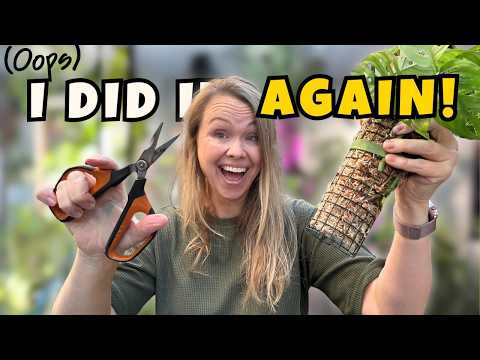 Addisoniivy