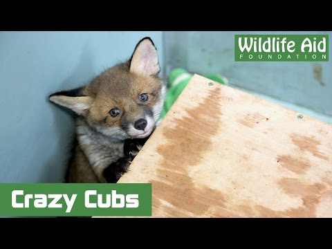 GoPro - Secret life of fox cubs!