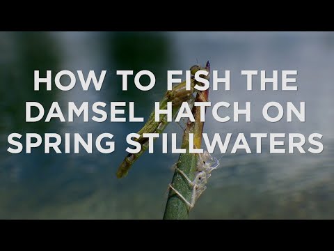 Fish Tech Tip: How to Fish the Damsel Hatch on Stillwater