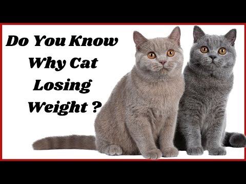 Why Is My Cat Losing Weight | Cat Weight Gain Food | Cat With Weight Loss