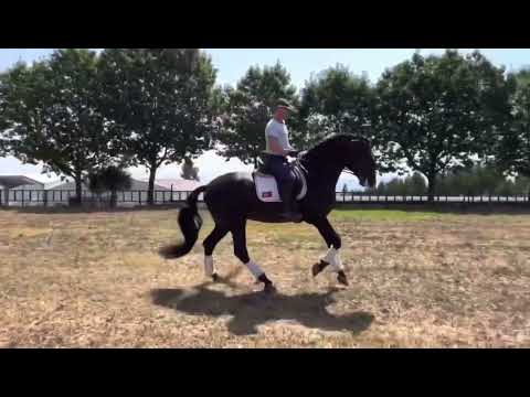 Meu vaidoso puro sangue lusitano