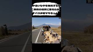 焼き芋捜査網【豆腐パスタ切り抜き】#pug #犬のいる暮らし #パグ