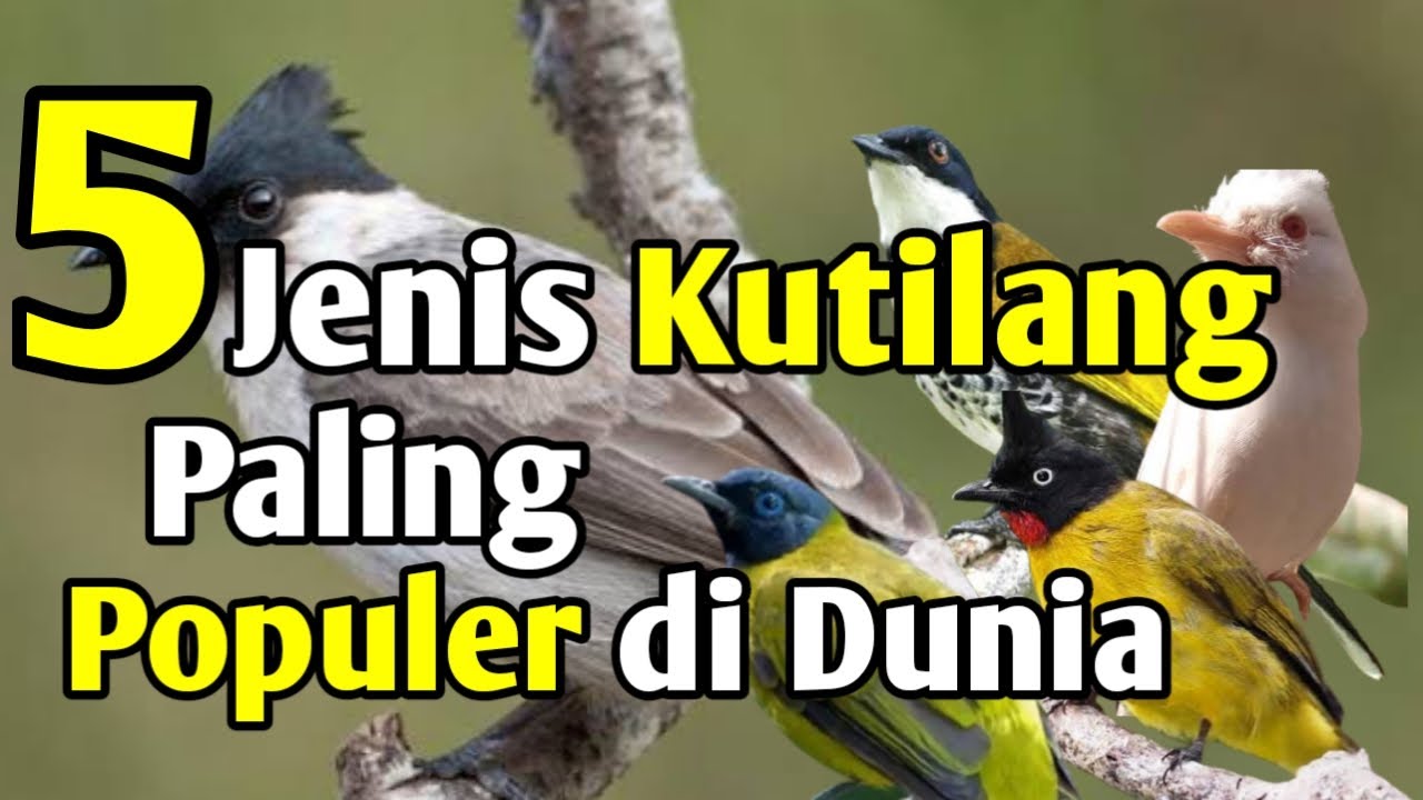5 Jenis Burung Kutilang Paling populer di dunia