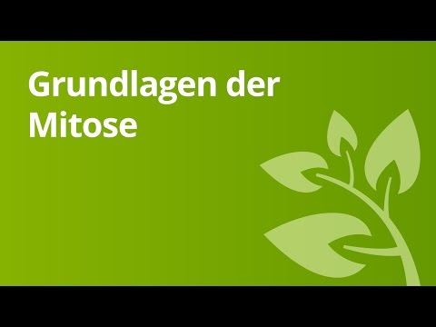Biologie: die Mitose | Biologie | Genetik und Entwicklungsbiologie