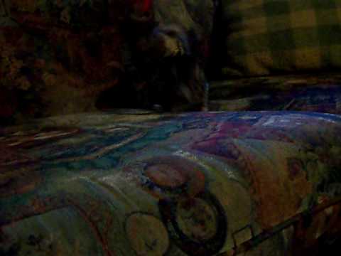 Bengal kitten "Nalini" chasing and playing with a fishing toy