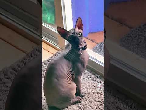 Sphynx cat upset he can’t go outside