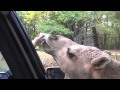 Harmony Safari Park Donkey And Camel Encounters