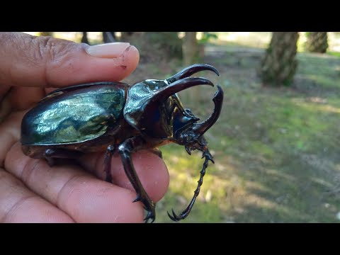 , title : 'Cara Menangkap Kumbang Tanduk'