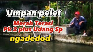 Download lagu di bikin grogi takut patahII umpan merah Pk2 plus udang Sp ngadedod luar biasa mp3