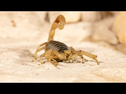 Giftige Skorpione: Die Schattenjäger | Dokumentation