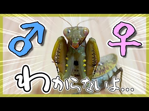 一味違うカマキリ