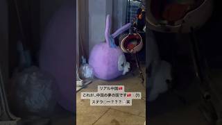 【リアル中国🇨🇳】近所の路地で生首発見。笑#vlog #ディズニー #ディズニーランド #上海 #中国 #中国生活 #ステラルー #disney #着ぐるみ #生首