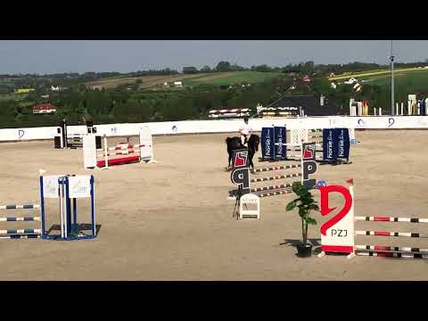 DRIVE ME CRAZY Z approved stallion by Dominator 2000 Z / Aerobic