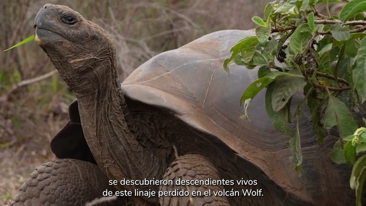 World Turtle Day 2026 - Charles Darwin Foundation