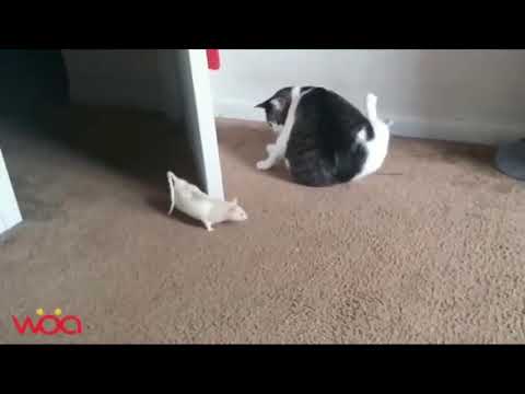 Funny cats afraid of mouse