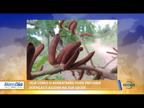 Veja como o barbatimão pode prevenir doenças e ajudar na sua saúde 01 07 2021