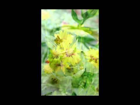 femalechristi  Portal del corazon ( Heart Portal )  1 de 2   Jorge Herrera & Lita Donoso