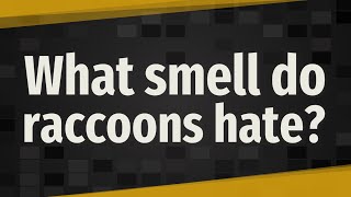 What smell do raccoons hate?