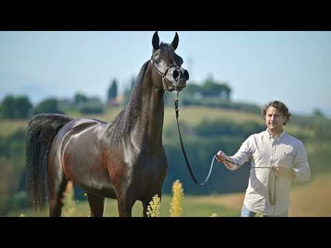 EKS SHAYA - (Shams Al Din AA x EKS Aliyah), Black Filly