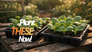 Plant THESE Amazing Veggies Now For A Bountiful Harvest!