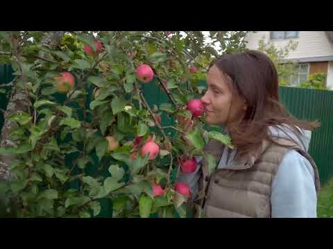 How to produce millions of Apple Tree - Apple Seedlings Production - Harvesting and processing Apple