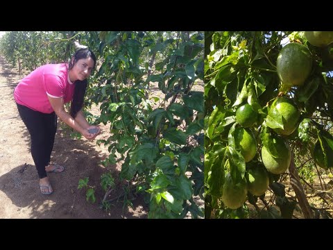 como adubar seu maracujá - 2024