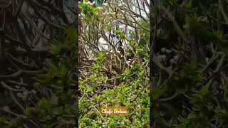 Download lagu Chafa bolena #chafa mp3