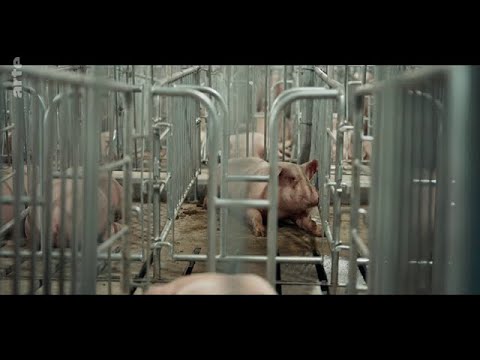 arte DOKU: Tierleid vom Fließband