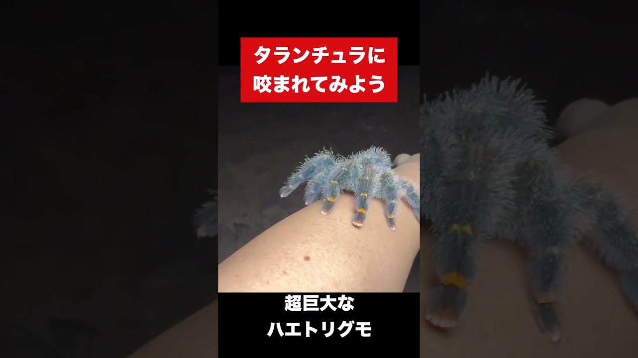 実践！タランチュラに咬まれるとどうなるの？