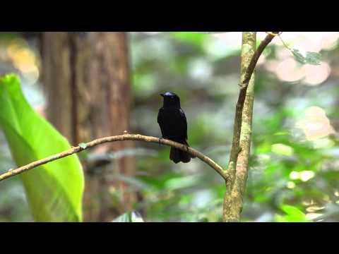 download lagu mp3 mp4 White Tailed Robin, download lagu White Tailed Robin gratis, unduh video klip White Tailed Robin