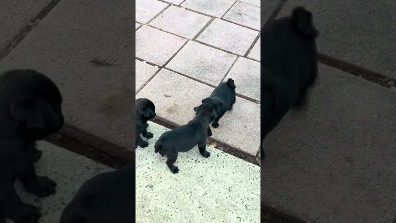 Enlarge Ruby, a Adopted Pug in Pottstown, PA video 2/2