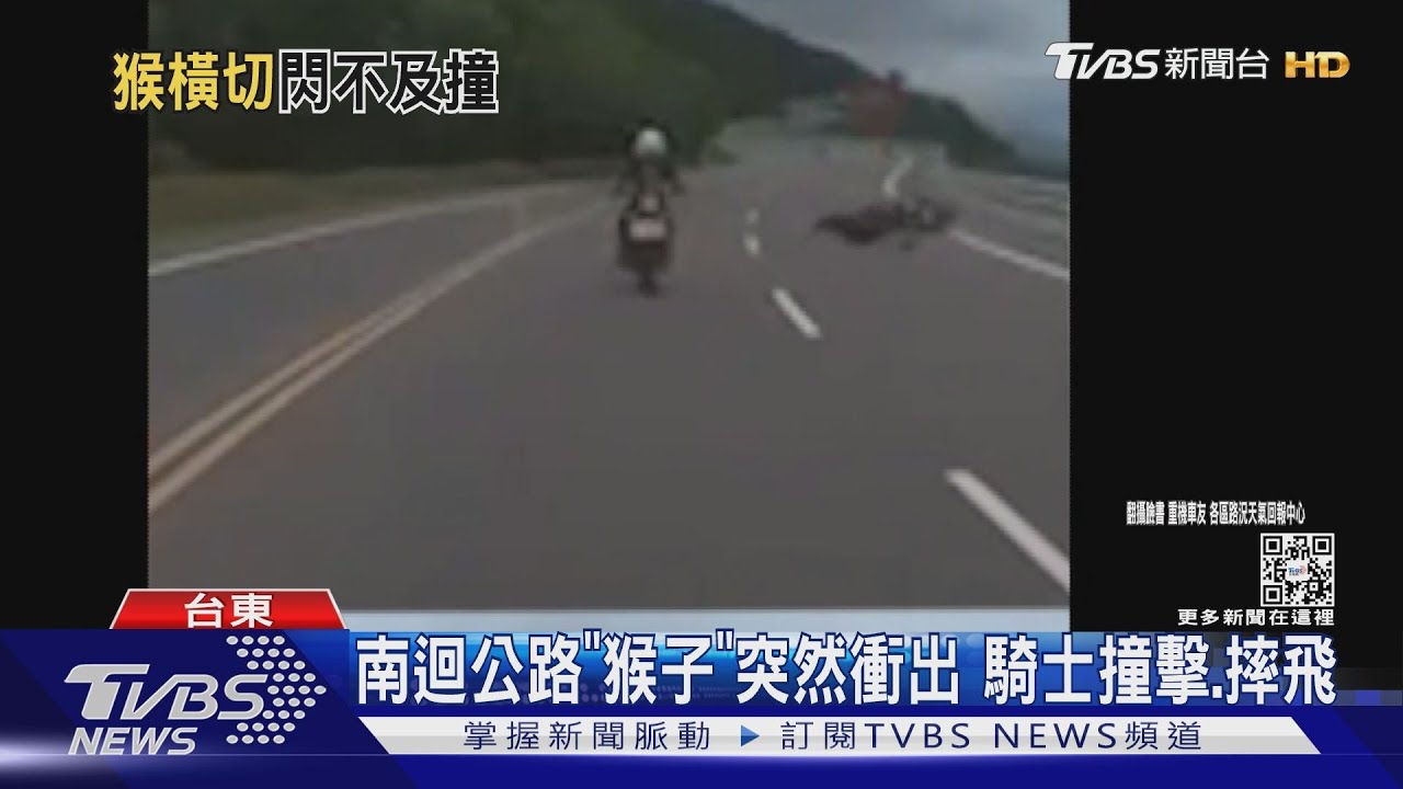 南迴公路「猴子」突然衝出　騎士撞擊、摔飛
