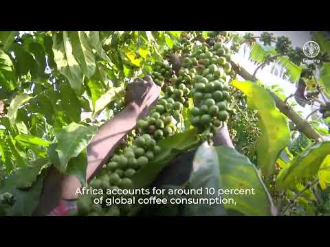 International Coffee Day: Why African Coffee Matters?