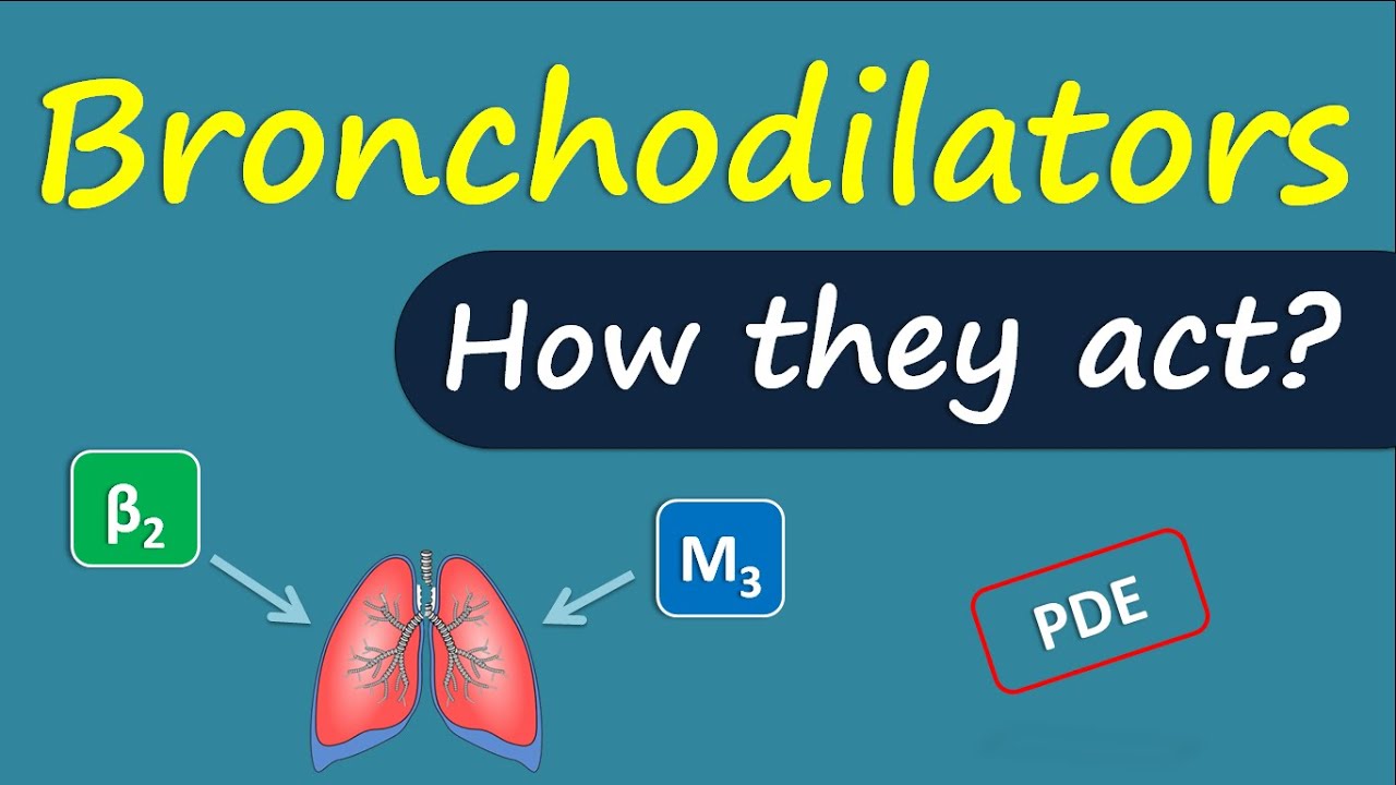 How bronchodilators act | Mechanism and drug targets