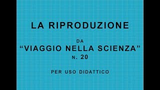 "La Riproduzione" da "Viaggio nella Scienza" n 20 P. Angela