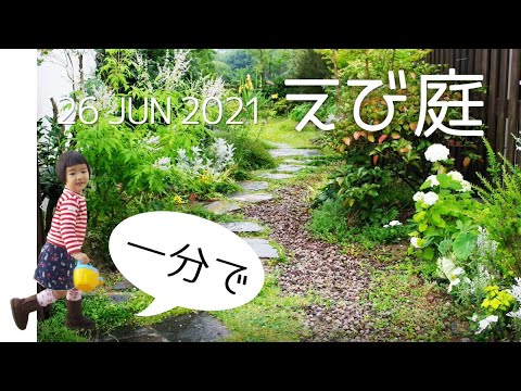 グラジオラス 植物