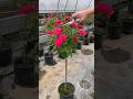 hard pruning of rose plant fore more flowering #gardening #flowers #rose