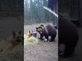 Tiny Kitten Makes a Big Bear Roll Over in Shock! 🐱😱🐻😂  #funnyanimals #cuteanimals #bravekitten