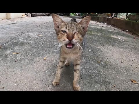 This little kitten is blind in one eye