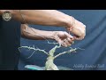 Bahan Bonsai Serut Streblus Asper Bogel