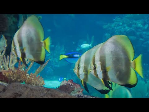 Burgers' Ocean (3) | Burgers' Zoo Natuurlijk | Arnhem