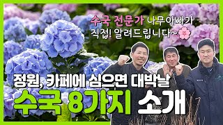 정원 및 카페에 심으면 대박날 수국 8가지 소개!