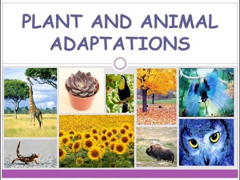 Plant & Animal Adaptations: Animals - Snakes (NGSS 3-LS4-3)