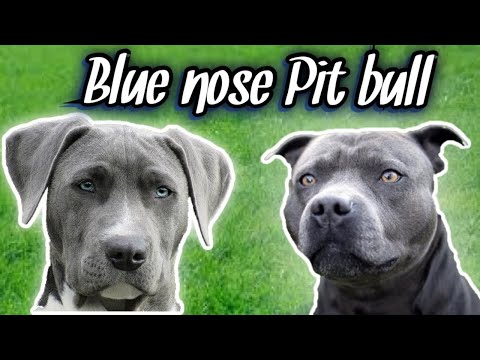 , title : 'How to know if you have a REAL Blue Nose Pit bull!'