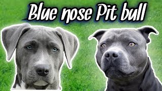 How to know if you have a REAL Blue Nose Pit bull!