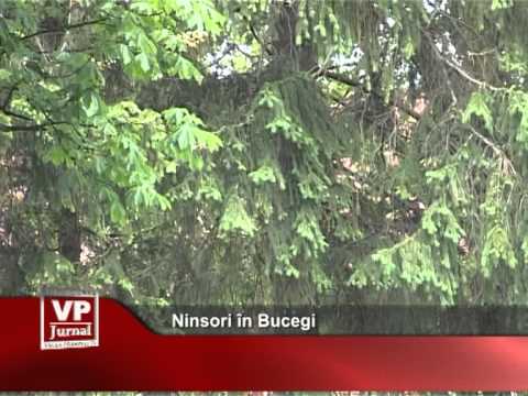 Ninsori în Bucegi