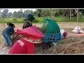 PANEN PADI DI SAWAH MADURA Panenpadi Madura