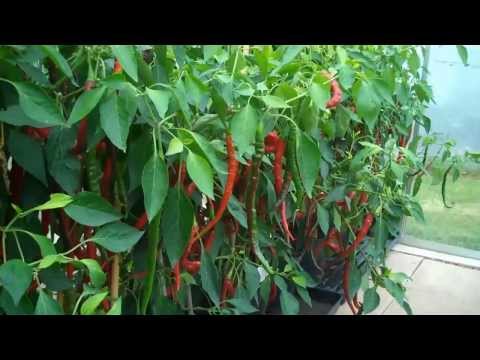 Joe's Long Cayenne chillies
