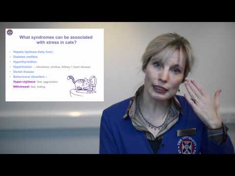Role of stress on cat's health explained by a vet specialist.mov