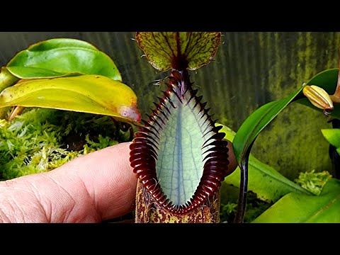 highland nepenthes tour in the greenhouse